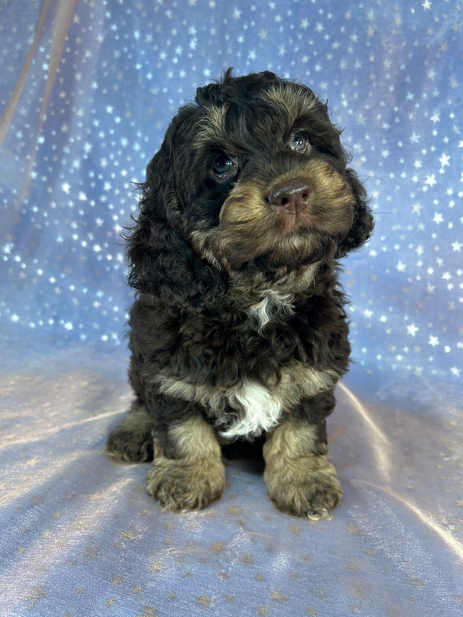 Tri Color Male Cockapoo Puppy for Sale $950